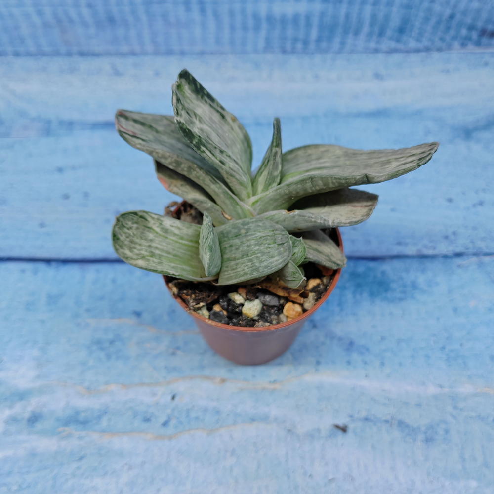 Gasteria Gracilis variegata (Гастерия)