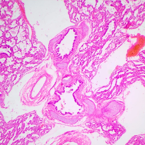 Микроскоп биологический MAGUS Bio 240T