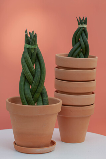 Сансевиерия коса в терракоте