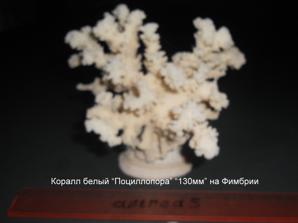 Коралл белый "Сериатопора" на подставке "120-160мм"