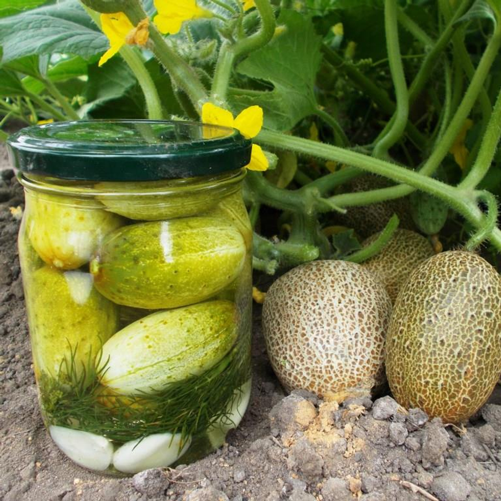 Огурец Изначальный Древнерусский