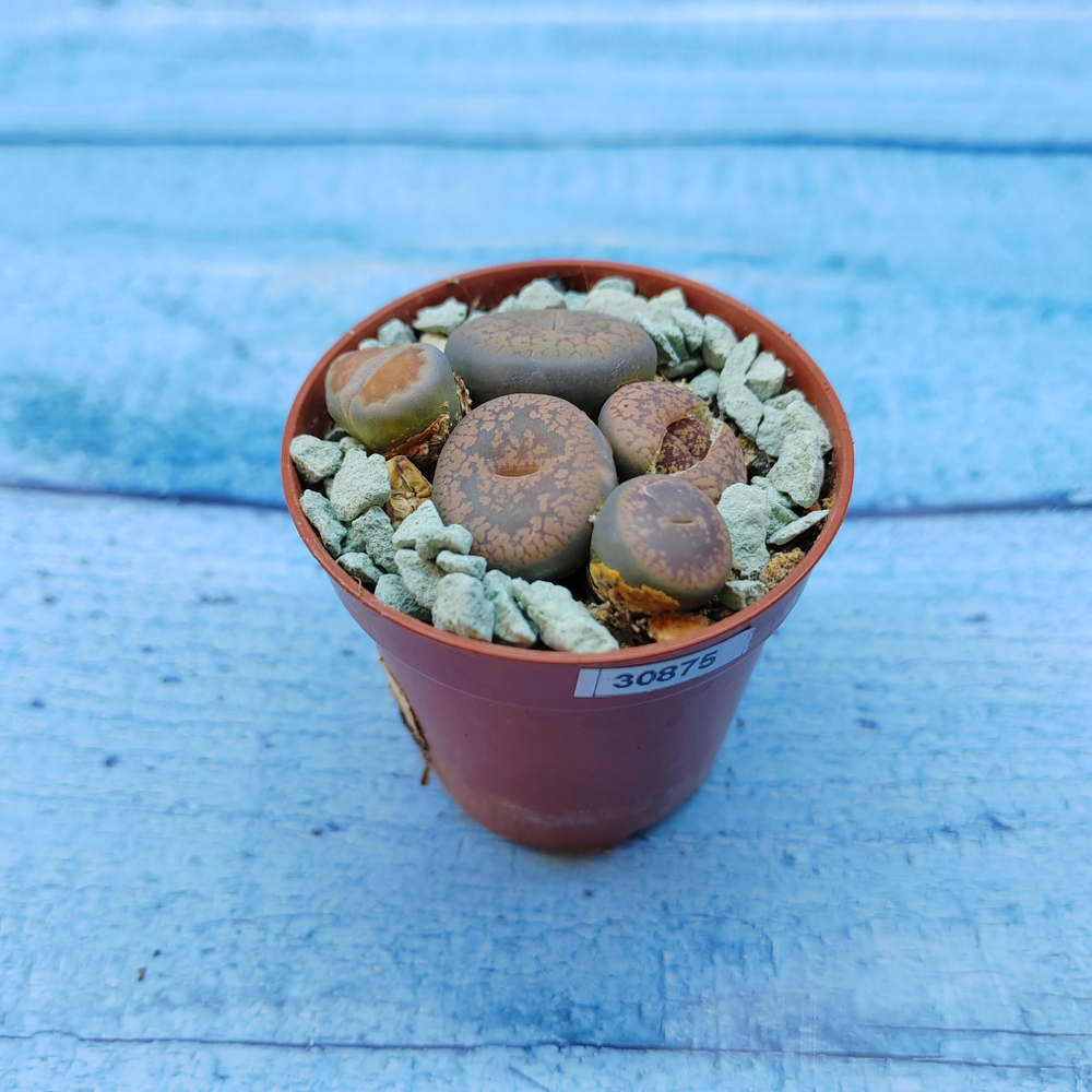 Lithops sp. (Литопсы)