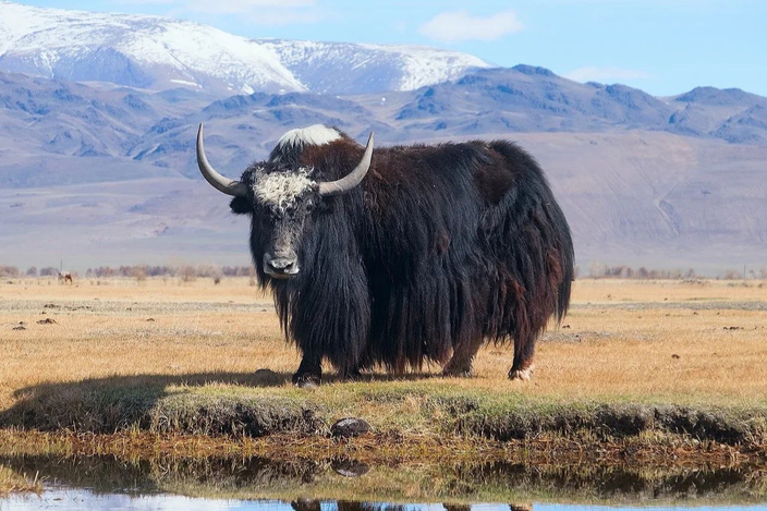 НАТУРАЛЬНЫЕ СОСТАВЫ