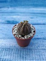 Euphoria Obesa (Эуфорбия)