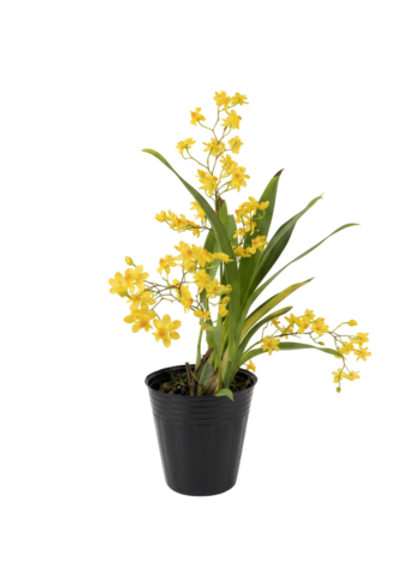 Онцидиум микс д.9