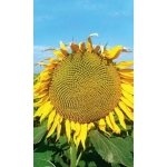 Семена Подсолнечник На семечки (УД) Е/П