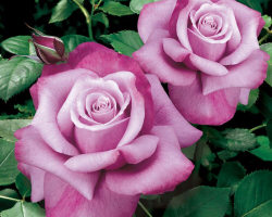 Роза Барбара Стрейзанд С7 Закупка М57 июнь 2026