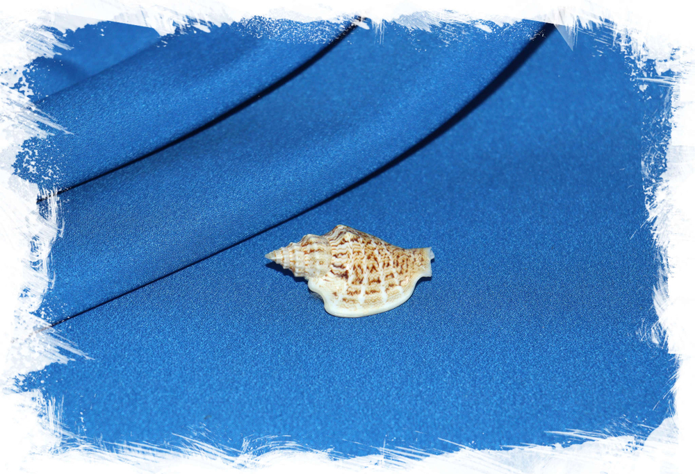 Изменчивый стромбус, Dolomena variabilis