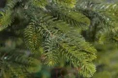 Искусственная ель Дворцовая в вазоне 100 см., 100% литая хвоя, Max Christmas (ЕДЛ1)