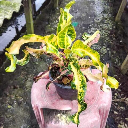 Кротон NOK GRAJIP