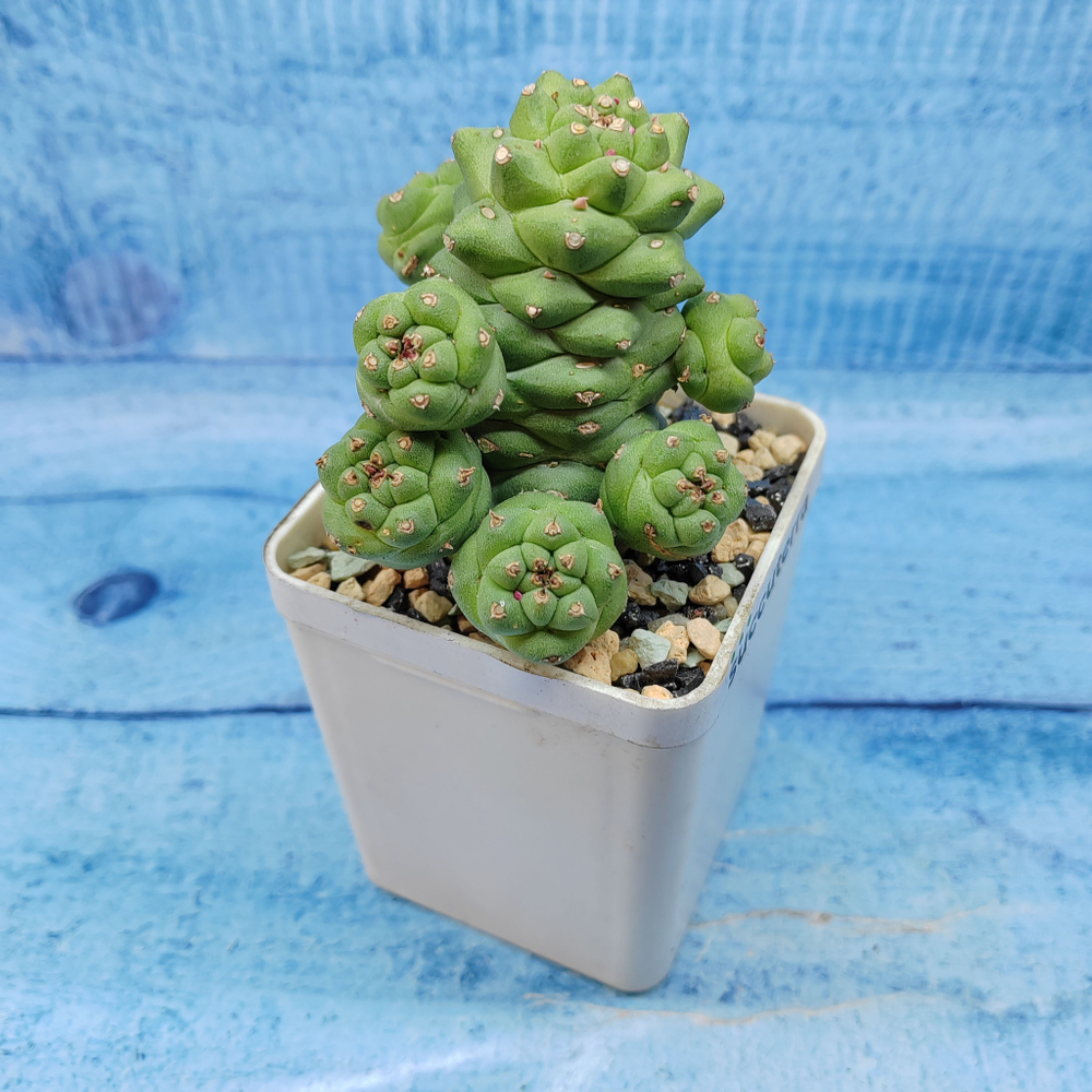 Monadenium Ritchiei (Монадениум)