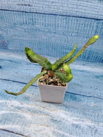 Euphorbia Stellata (Эуфорбия)