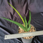 Сансевиерия BLACK MAKAYLA VAR