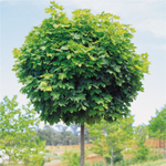 Клен остролистный Глобозум С15 Ра 210-220