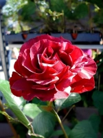 Роза плетистая Брауни