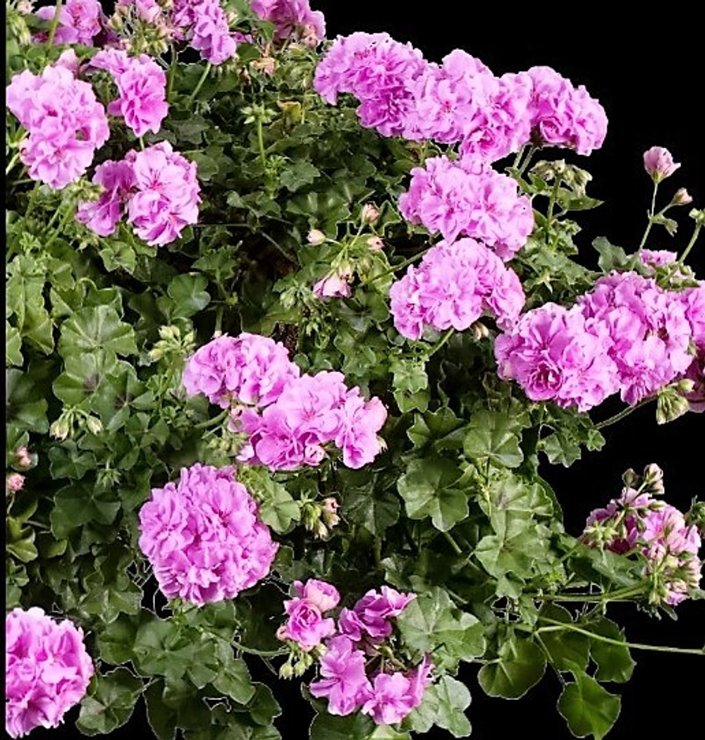 Пеларгония плющелистная Peltatum Kitty ОКС укорененный черенок