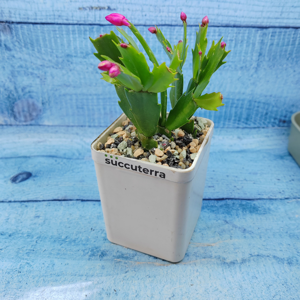 Schlumbergera Red (Декабрист)