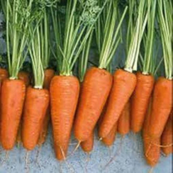 Шантенэ-комет семена моркови курода/шантане (Hazera / Хазера)