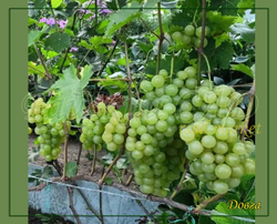 Виноград Довга
