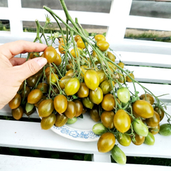 Помидоры - Штурмовой Норман - Stormin' Norman