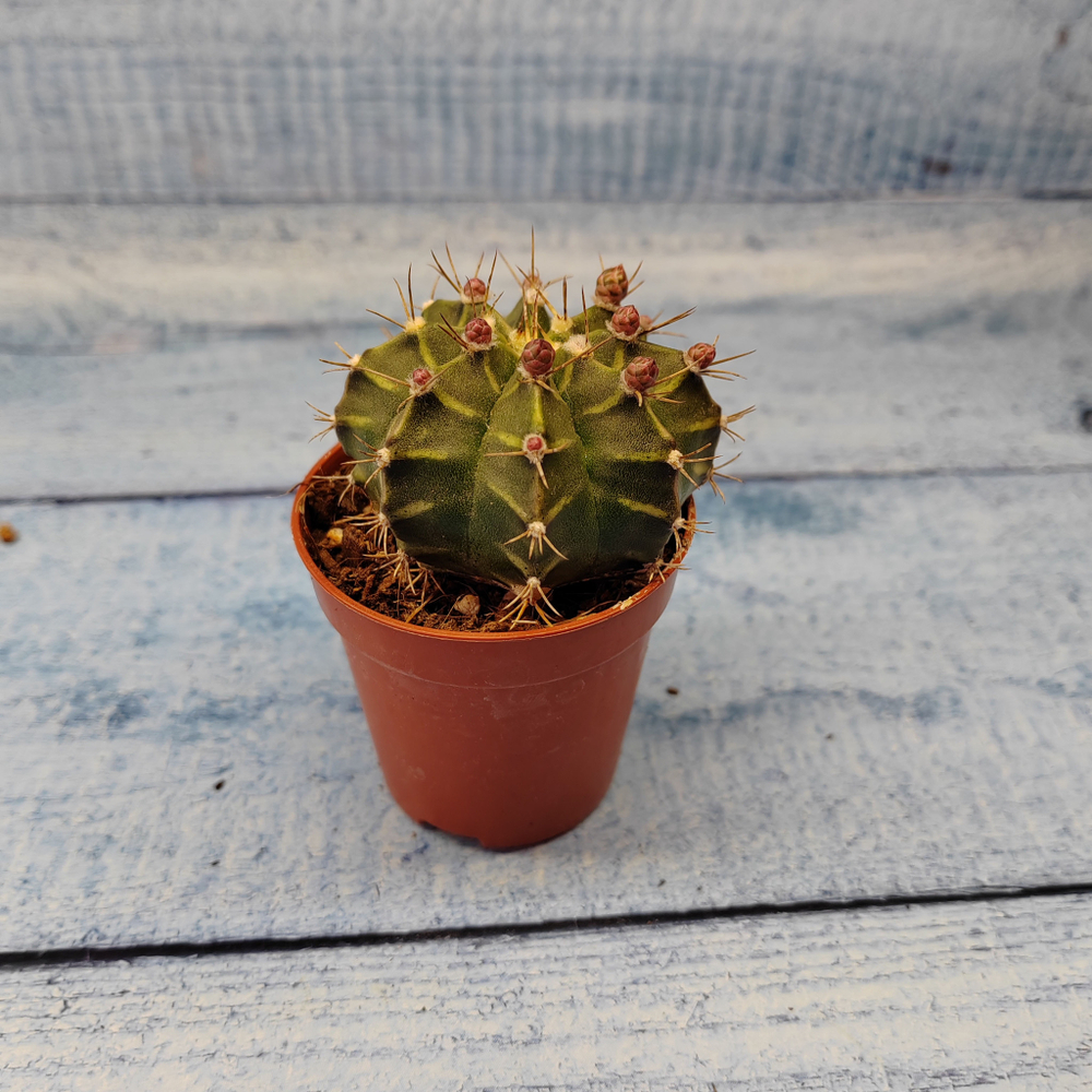 Gymnocalycium Friedrichii (Гимнокалициум)