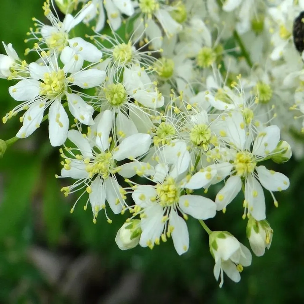 Цветы лабазника вязолистного
