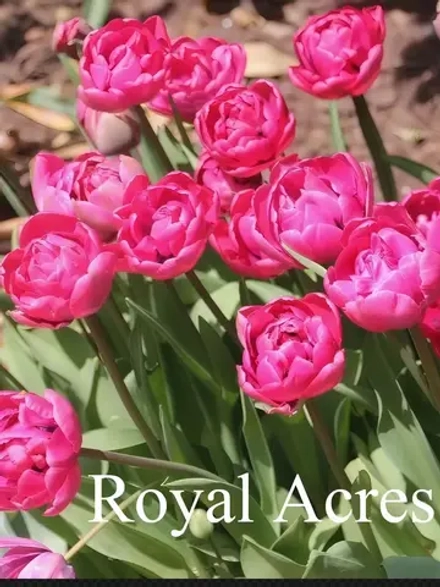 Тюльпаны Royal Acres 4 шт, набор луковиц