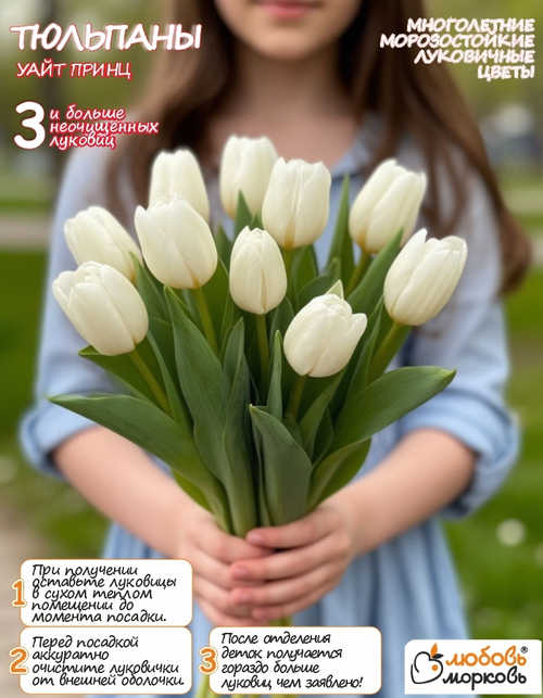 Тюльпан Луковица, Уайт Принц 3+ шт