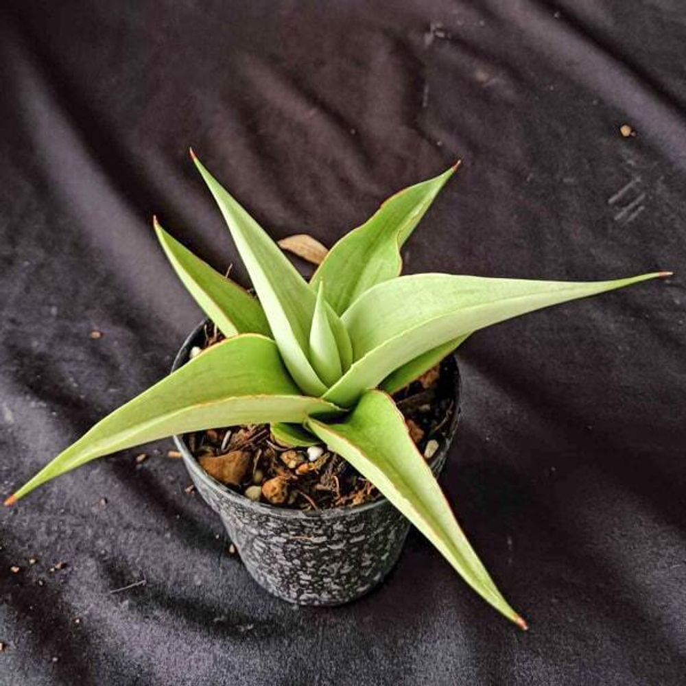 Сансевиерия MILANO