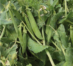 ГРЮНДИ семена гороха (Syngenta | Alexagro)