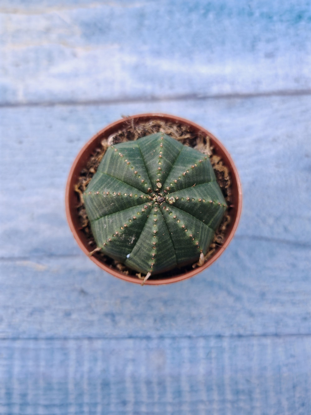 Euphoria Obesa (Эуфорбия)