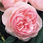 Роза английская душистая Херитейдж С6