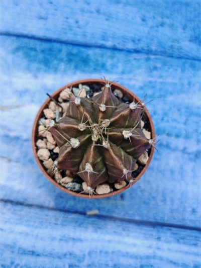 Gymnocalycium Friedrichii (Гимнокалициум)
