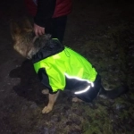 Комбинезон дождевик демисезонный для собак White Wolf вырез на мальчика лимонный-чёрный