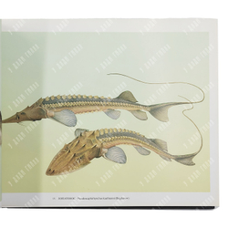 [Редкость] Промысловые рыбы России. Атлас цветных рисунков рыб. Репринт изд. 1949. 2000