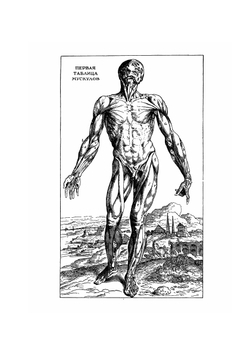 О строении человеческого тела. Классики науки. В 7-ми книгах. Том 1. Книга 2 | В. Андреас