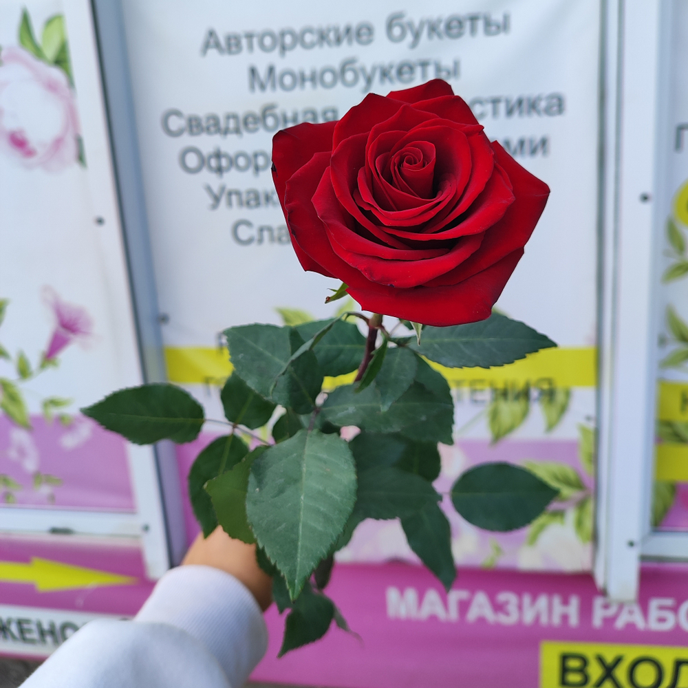 Роза Эксплорер