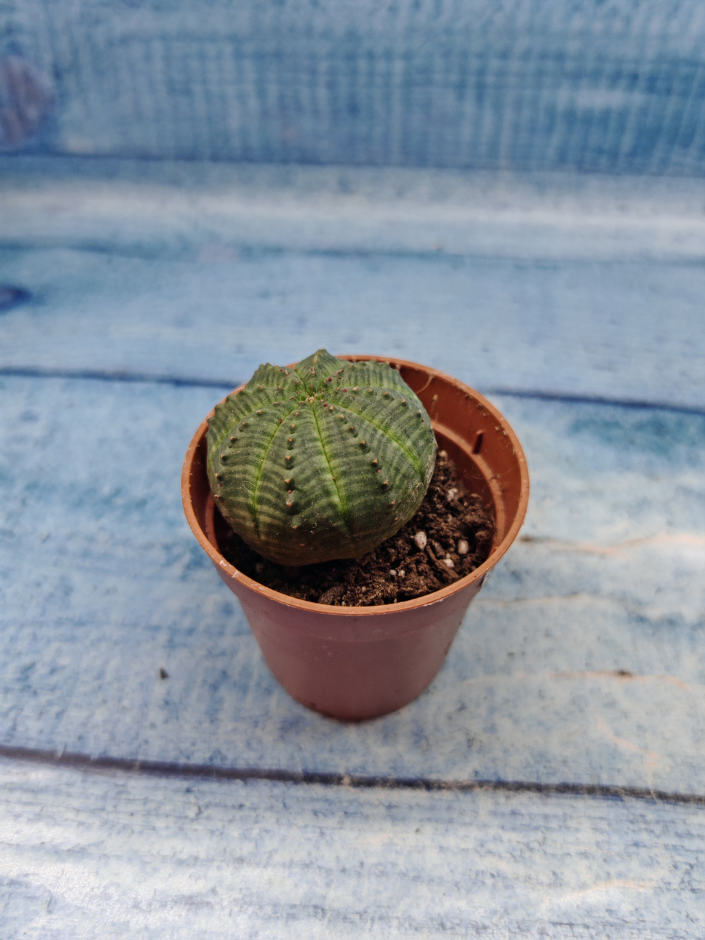 Euphoria Obesa (Эуфорбия)