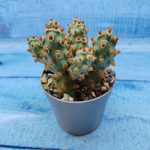Tephrocactus Molinensis Red Glochids (Тефрокактус)