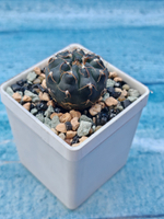 Gymnocalycium Stellatum (Гимнокалициум)