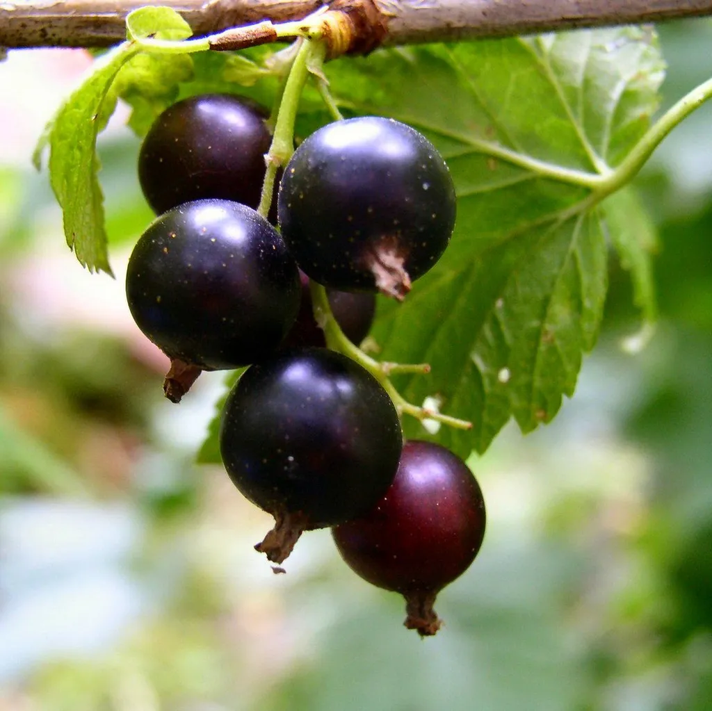 Лист смородины черной