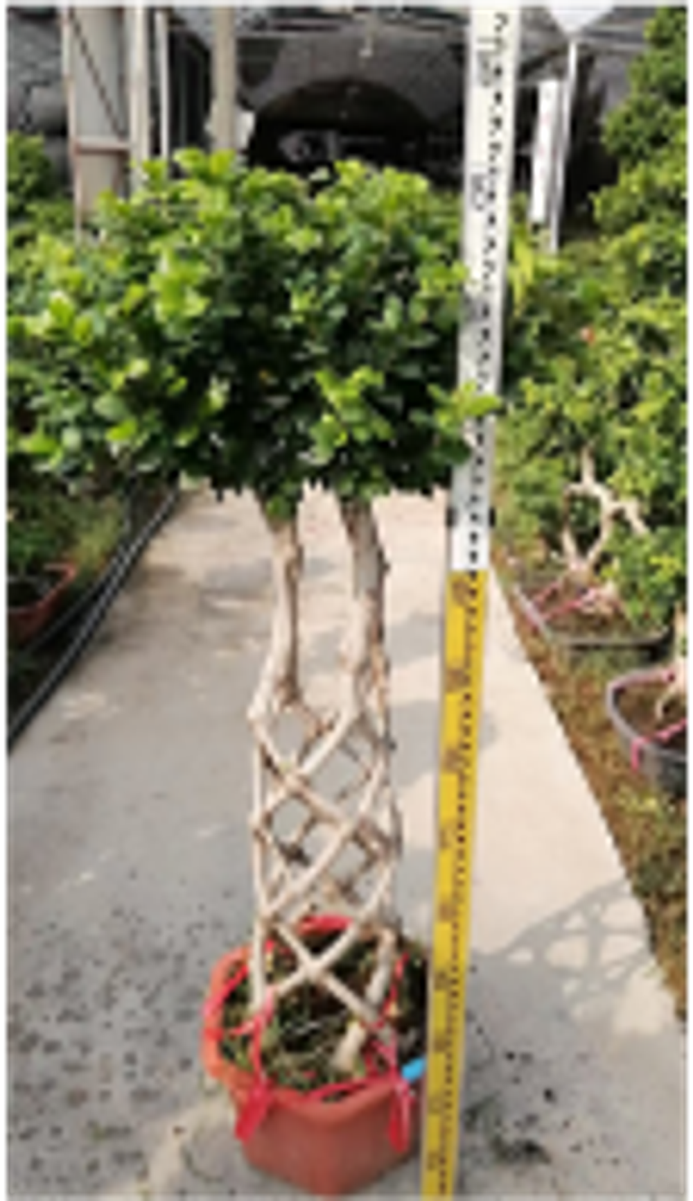 Фикус Dragon Pillar Ginseng д.43