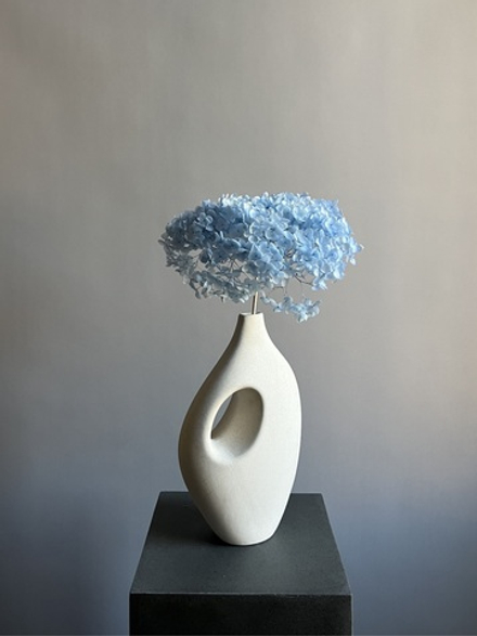 Гортензия стабилизированная голубая