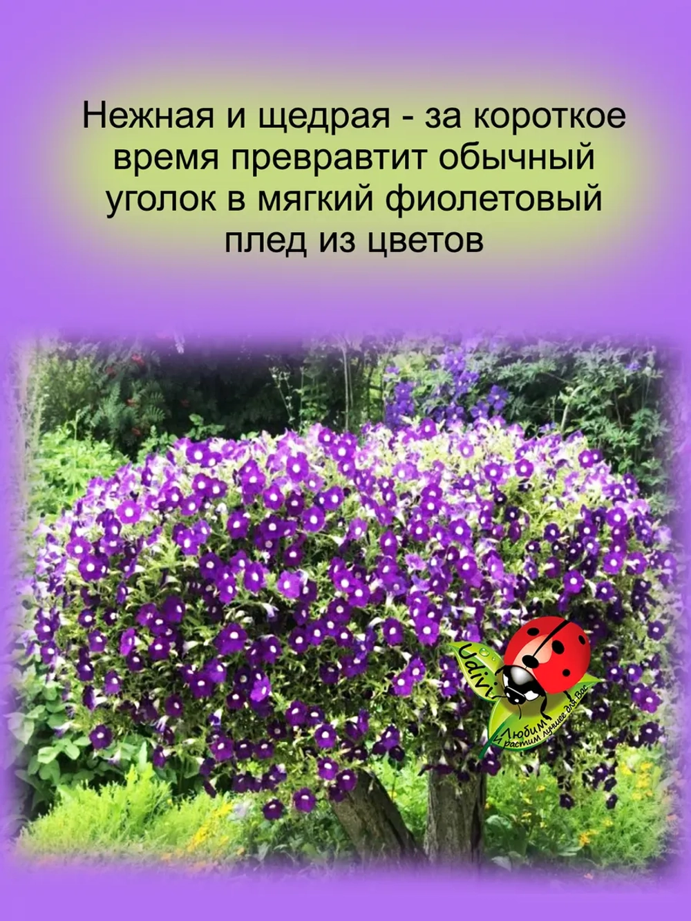 Петуния Бланкет Виолет