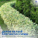 Дерен белый Элегантиссима