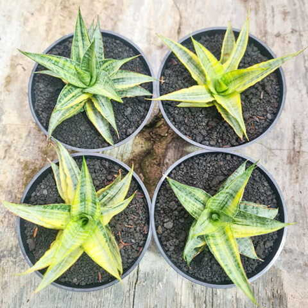 Сансевиерия SWEET CELERY VAR