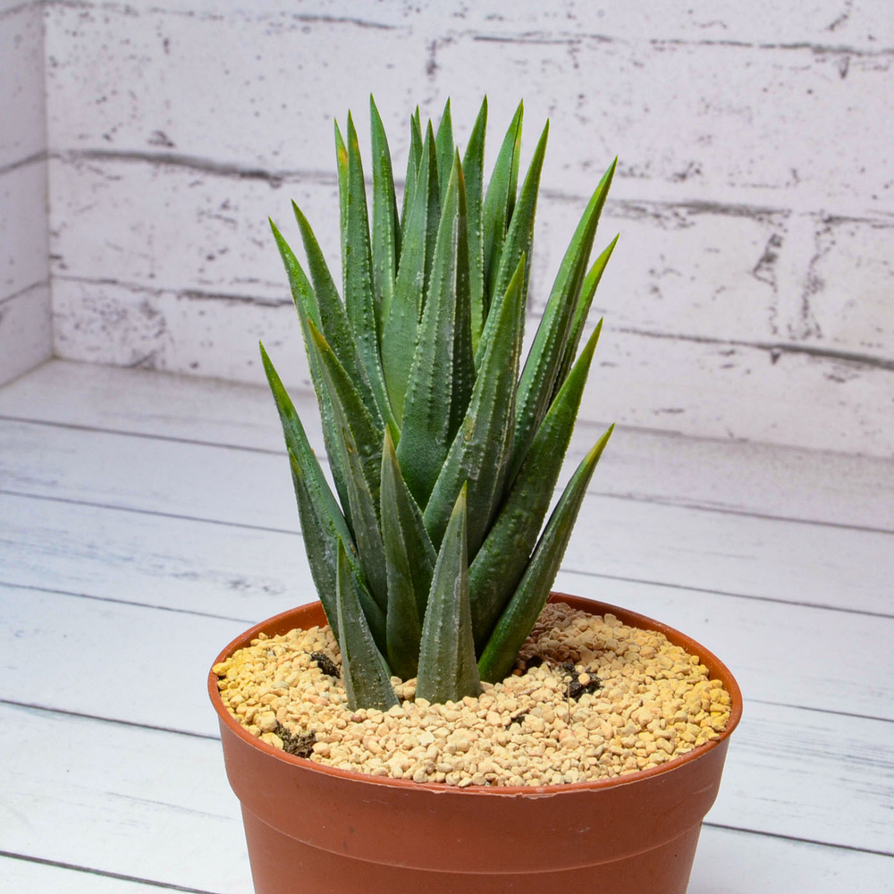 Haworthia Glauca (Хавортия)