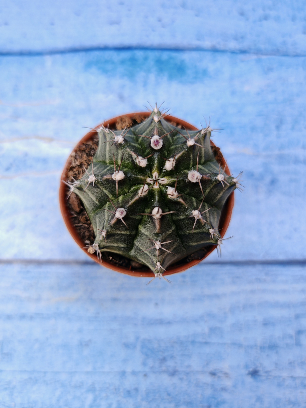 Gymnocalycium Friedrichii (Гимнокалициум)