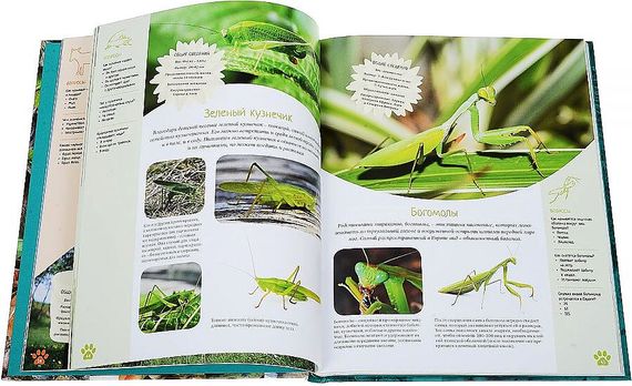 Красочный мир животных