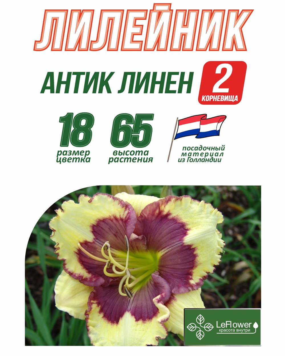 Лилейник Корневище, Антик Линен, 2 шт